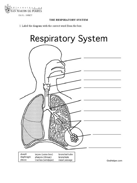 the respiratory system worksheet education.com